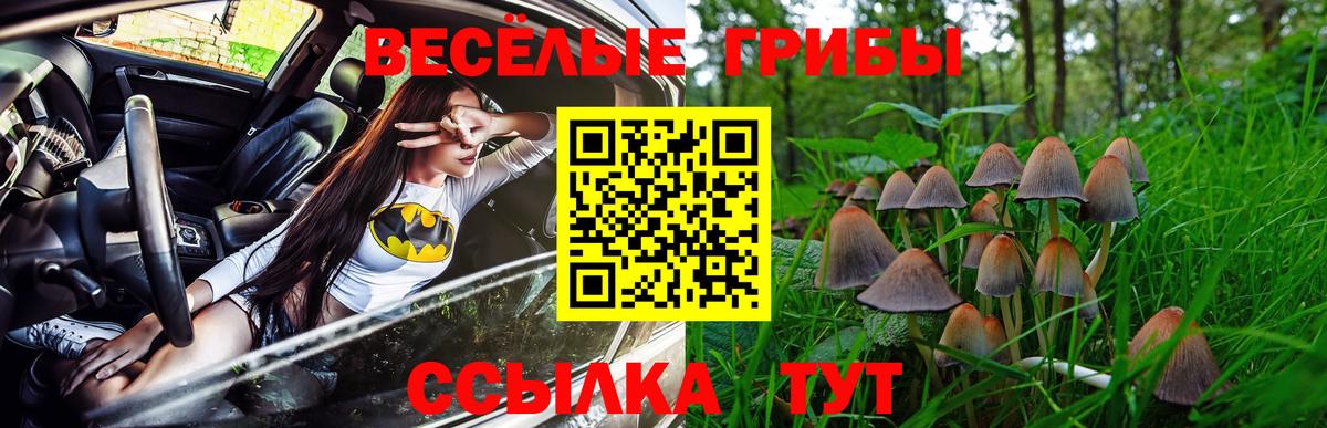 Галлюциногенные грибы Psilocybe Нальчик